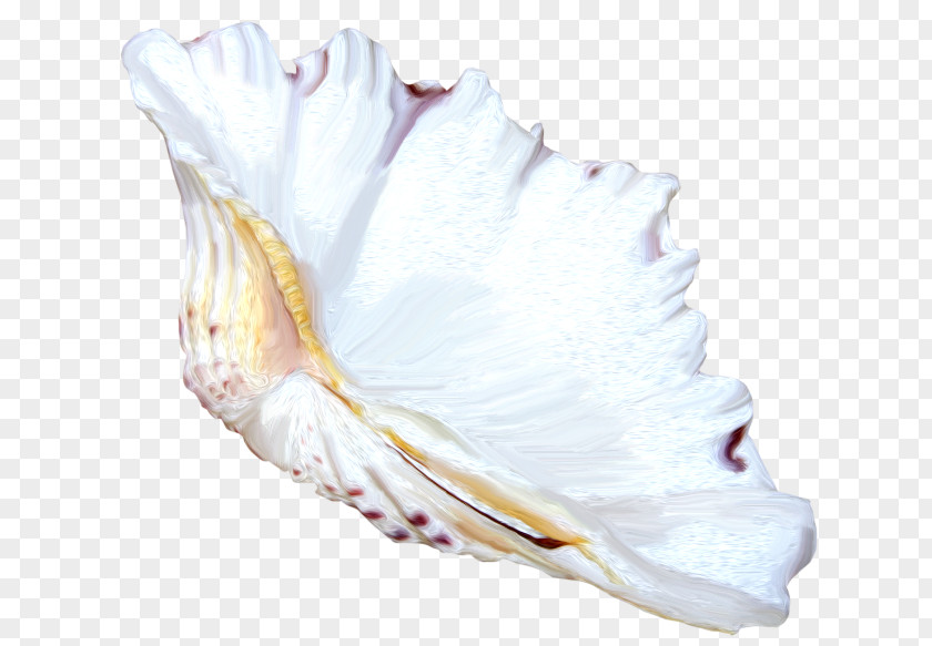 Seashell Shankha Mollusc Shell Clip Art PNG