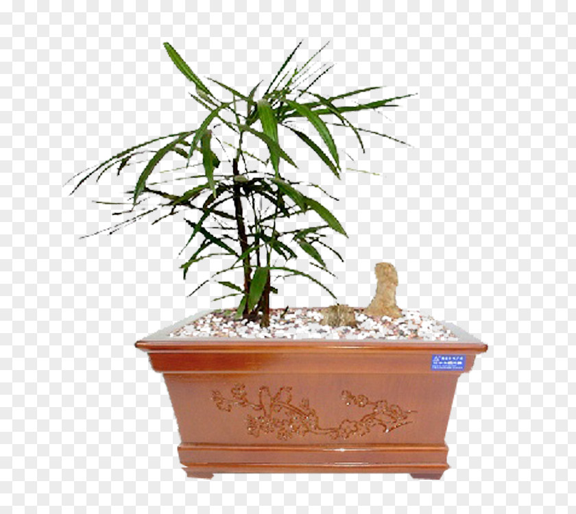 шсу Bonsai Penjing Flowerpot Tree PNG