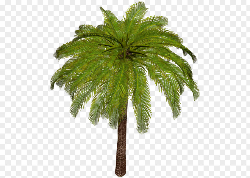 Date Palm Asian Palmyra Arecaceae Attalea Speciosa Phoenix Canariensis PNG