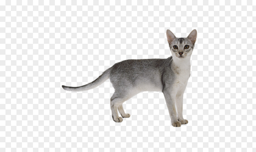 Gray Kitten Abyssinian Somali Cat Scottish Fold Ragdoll Bengal PNG