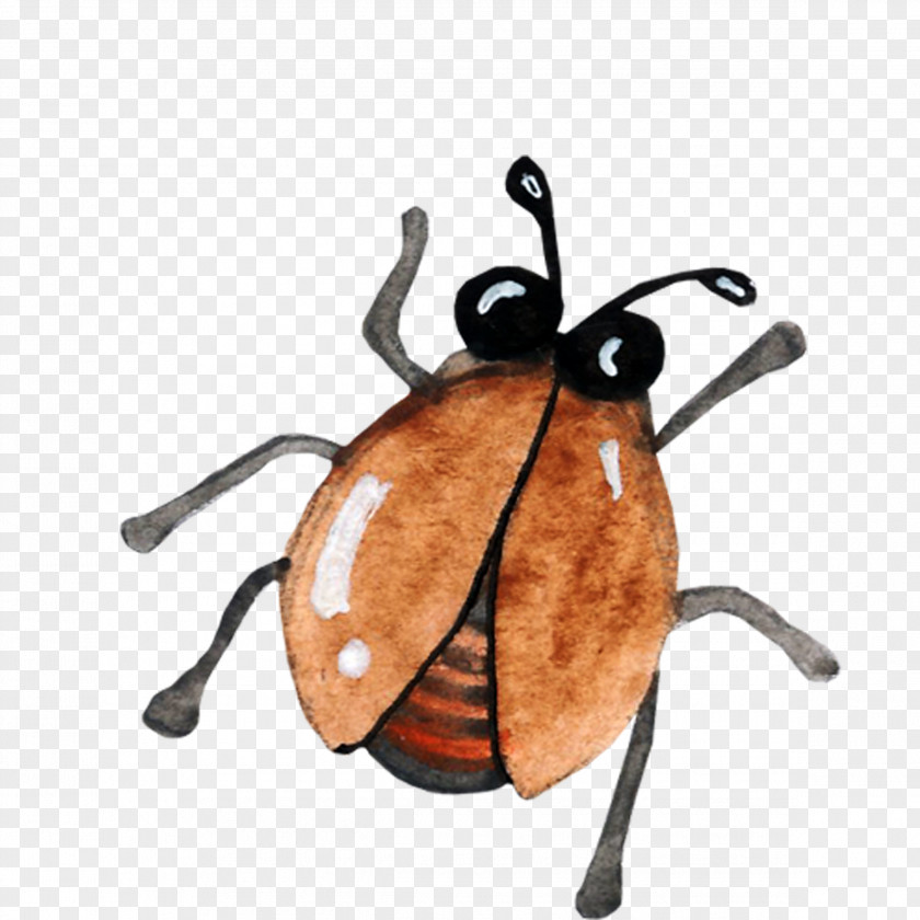Insect Beetle Download Icon PNG