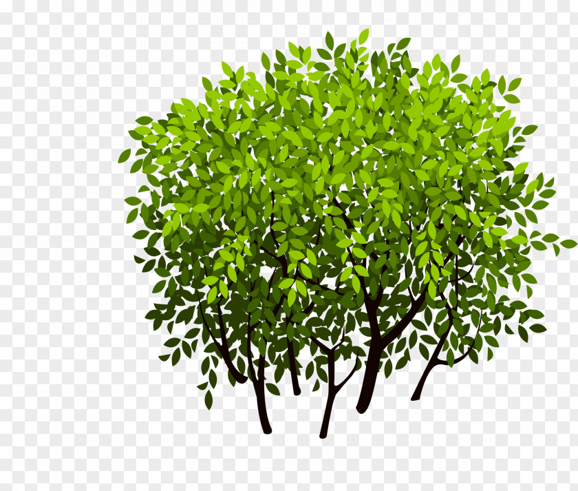 Bush Shrub Tree Leaf PNG