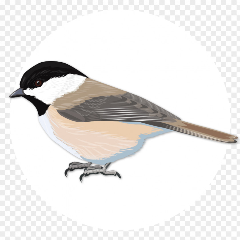 Capped Finch Bird Black-capped Chickadee Common Starling Nuthatch PNG