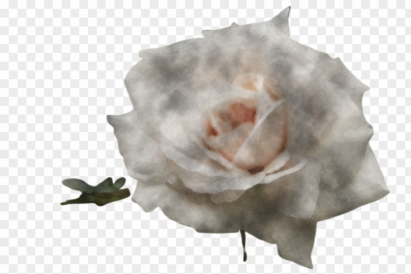 Fur Cut Flowers Rose PNG