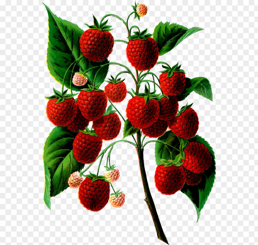 Raspberry Red Food Fruit Clip Art PNG