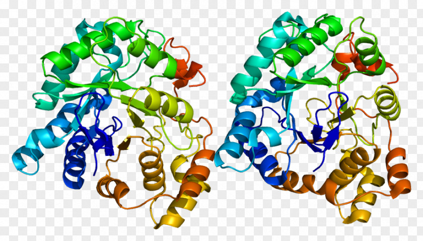 AKR1C3 Aldo-keto Reductase Enzyme 17β-Hydroxysteroid Dehydrogenase Gene PNG