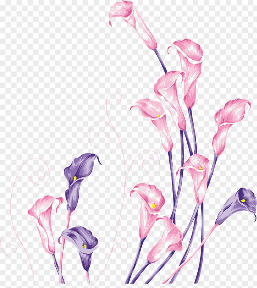 Callalily Arum-lily Flower Lilium PNG