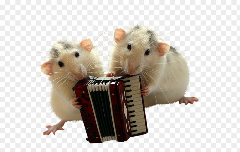 Little Mouse Playing Accordion Rat Rodent Cuteness PNG