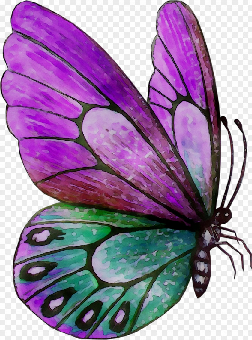 Monarch Butterfly Brush-footed Butterflies Moth Purple Fairy PNG