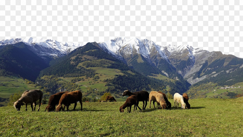 Mustang Mount Scenery Grassland Steppe Mountain Range PNG