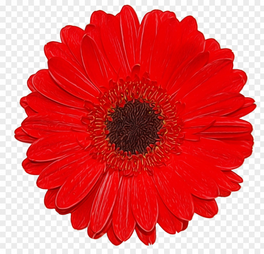 Artificial Flower Daisy Family PNG