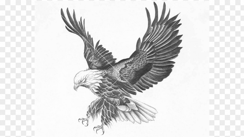Bear Bald Eagle Bird Drawing Fine Art PNG