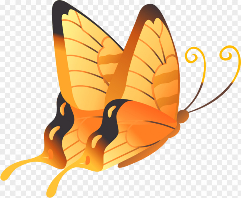 Butterfly Orange Yellow PNG