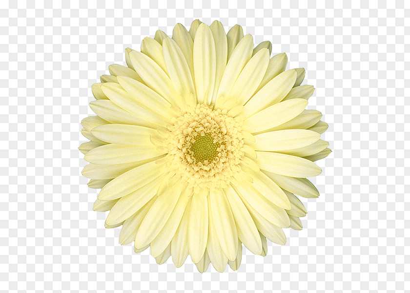 Chrysanthemum Common Daisy Oxeye Transvaal Marguerite PNG