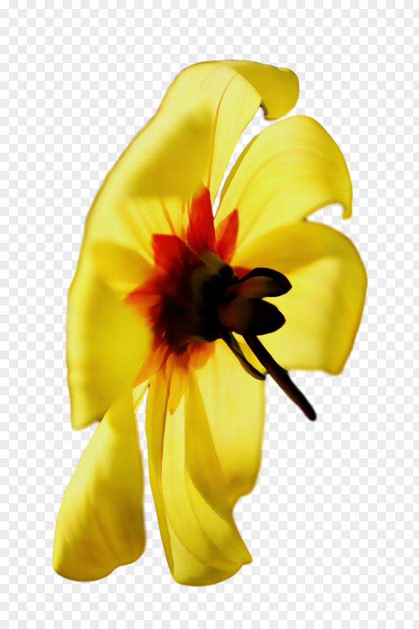 Cut Flowers Flower Petal Yellow Plants PNG