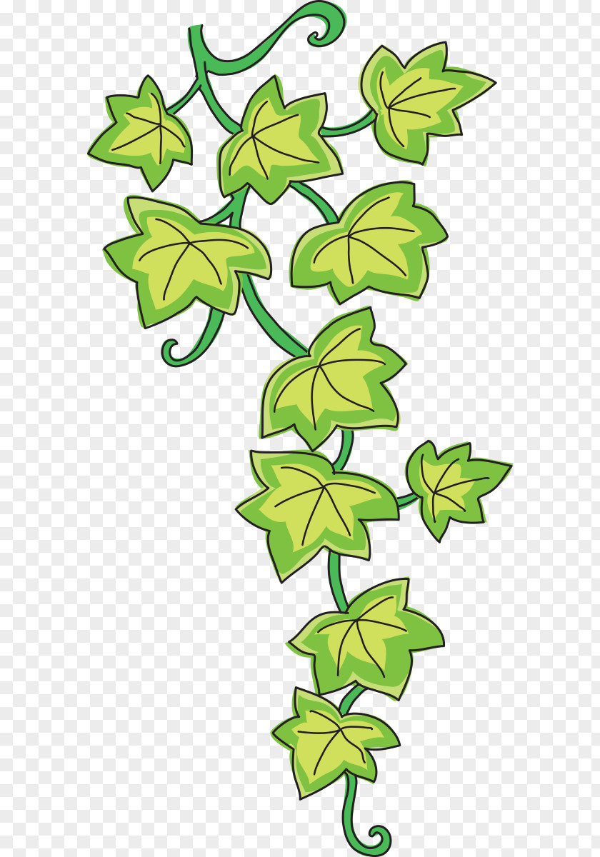 Enredadera Common Ivy Drawing Vine Clip Art PNG