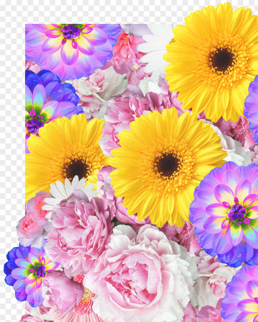 Flower Transvaal Daisy Cut Flowers Floral Design Bouquet PNG