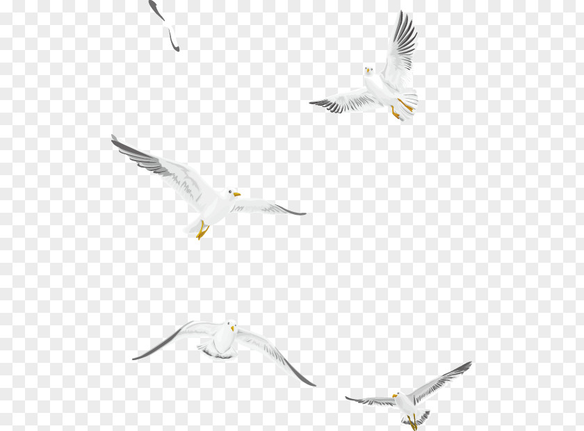 Flying White Seagull Vector Material Gulls Bird PNG
