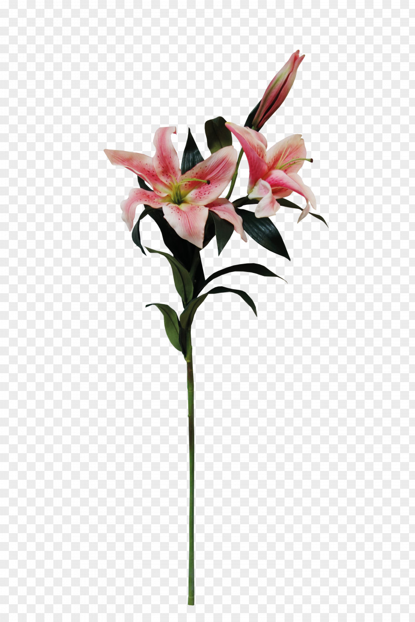 A Lily Floral Design Lilium Flower PNG