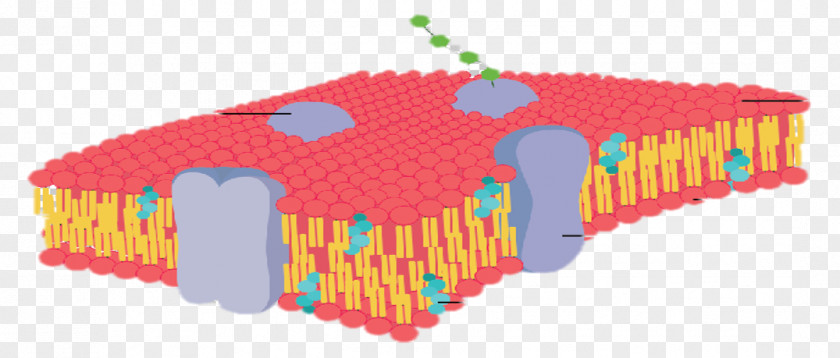 Cell Membrane Biological Fluidity PNG