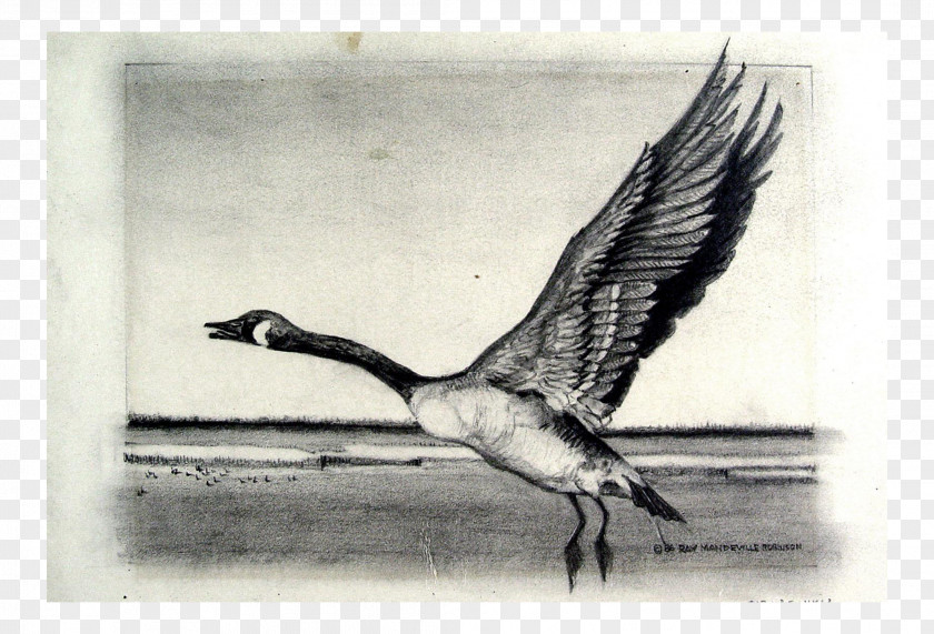 Goose Bird Crane Cygnini Duck PNG