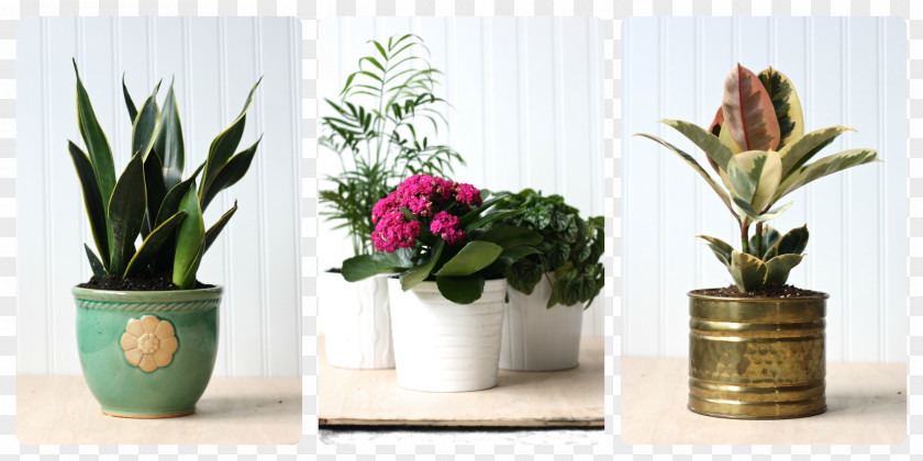 Green Leaves Potted Flowerpot Houseplant Cut Flowers PNG