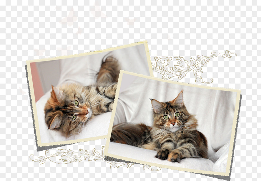 Maine Coon Kitten Norwegian Forest Cat Domestic Short-haired Whiskers PNG