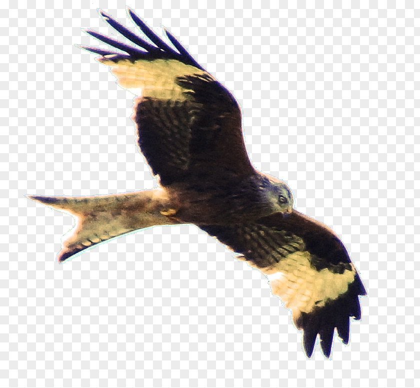 Milan Eagle Buzzard Hawk Beak Falcon PNG