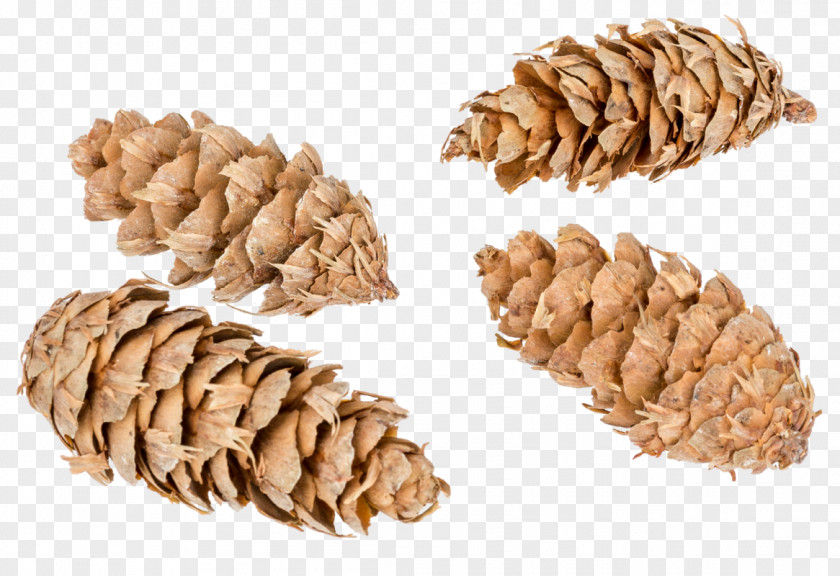 Nemophila Menziesii Pine Nut Commodity PNG