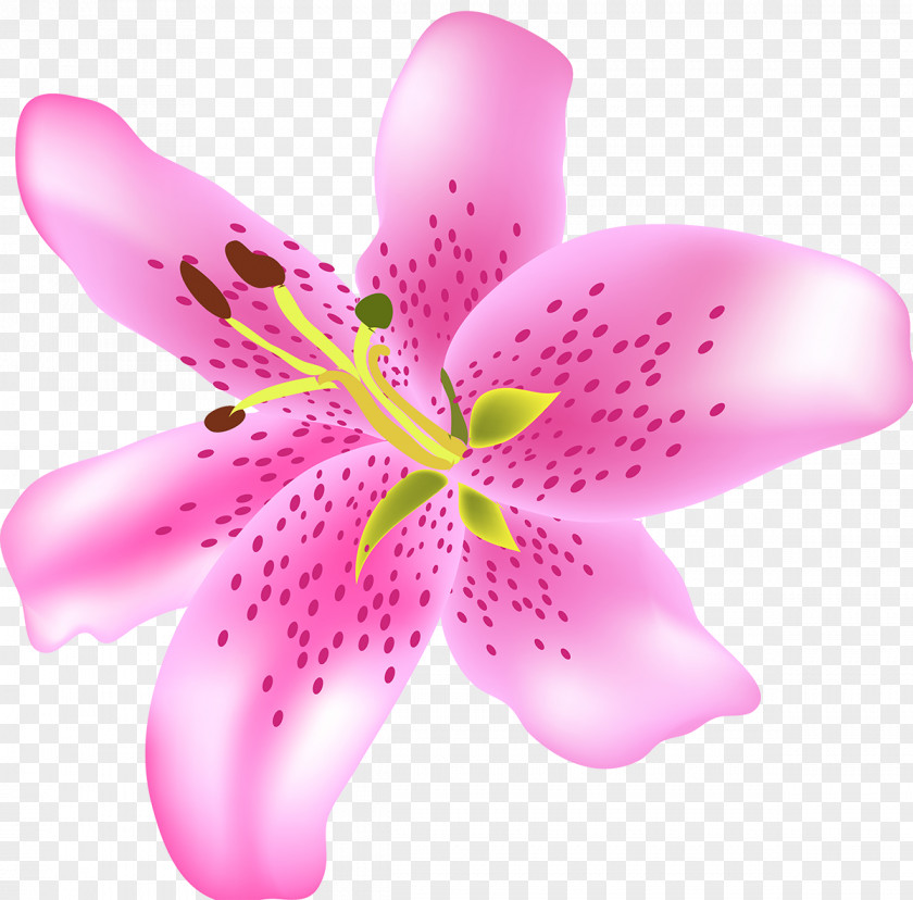 Satin Flower Petal Art Plant PNG