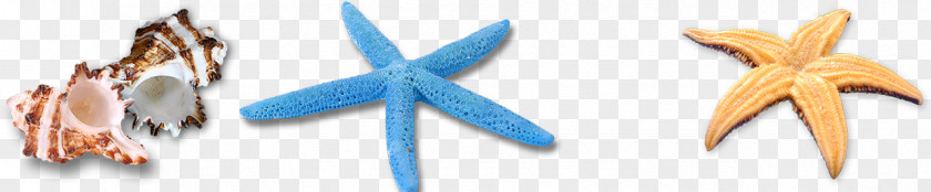 Starfish Seashell Sea Snail Clip Art PNG