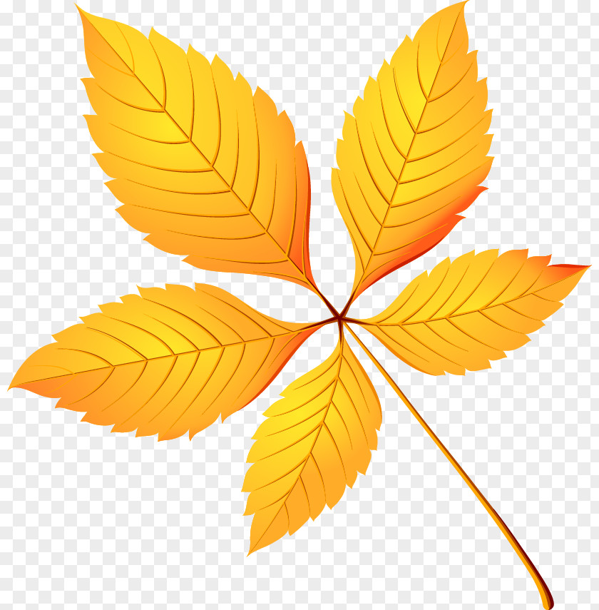 Autumn Leaves Decoration European Horse-chestnut Leaf Tree Crown Birch PNG