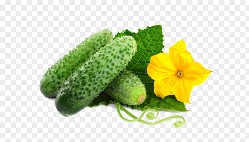 Cucumber Pickled Vegetable Salad Rassolnik PNG