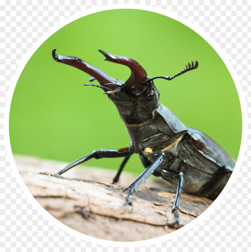 Insect Weevil PNG