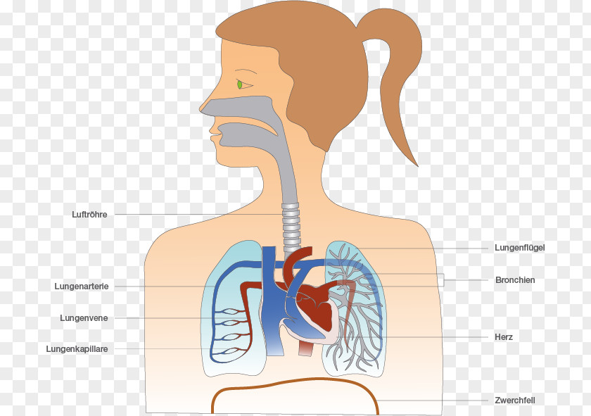 Nose Lung Human Body Respiration Trachea Shoulder PNG
