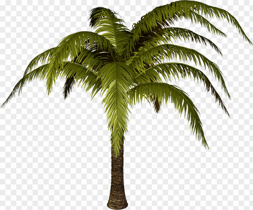Palm Tree PhotoScape Desktop Wallpaper Clip Art PNG