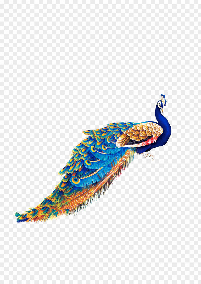 Peacock Bird Peafowl Wallpaper PNG