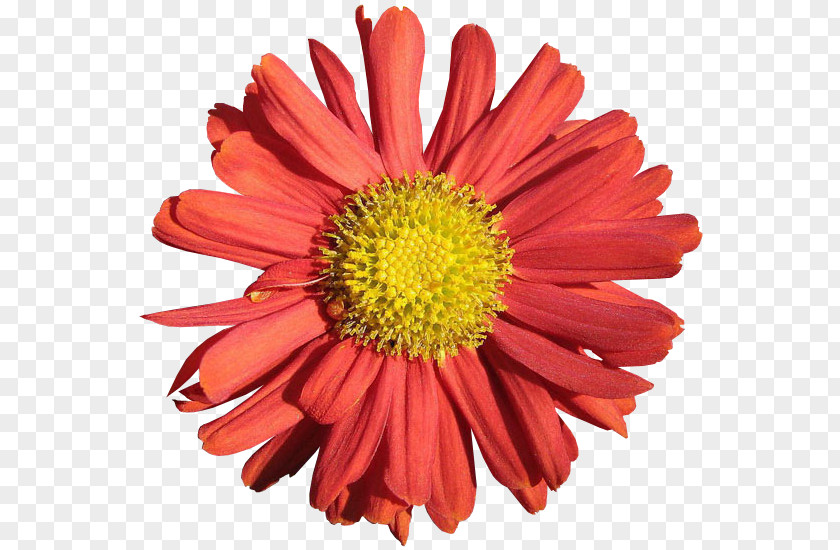 Chrysanthemum Transvaal Daisy Blanket Flowers Cut Marguerite PNG