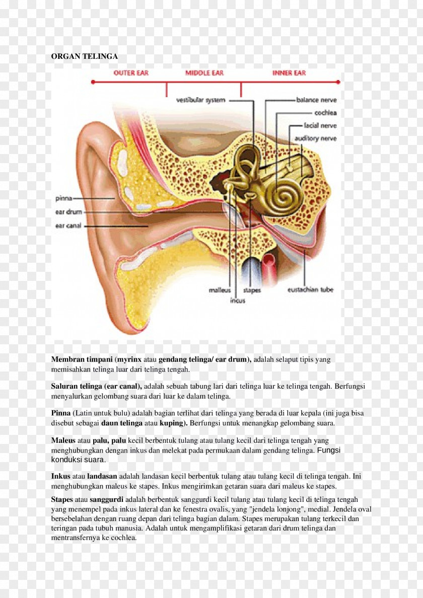 Ear Otitis Media Inner Middle Anatomy PNG