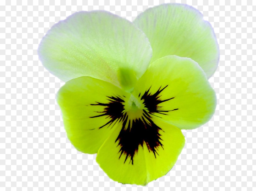 Fat Violet Pansy Green Close-up PNG
