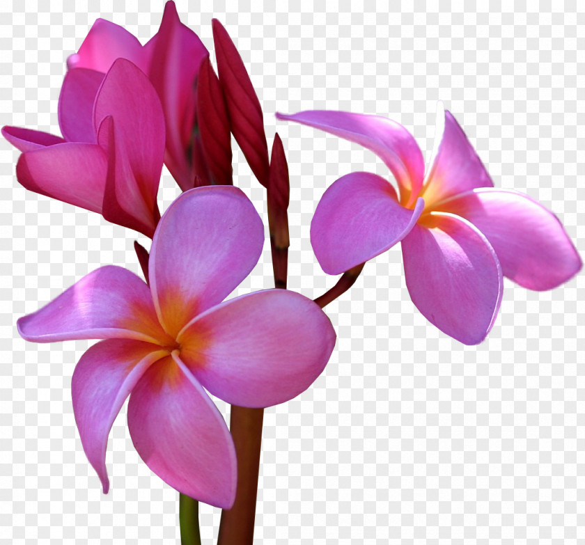 Frangipani Flower Clip Art PNG