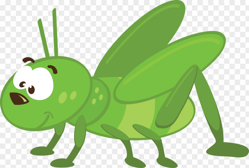 Insect Animation PNG