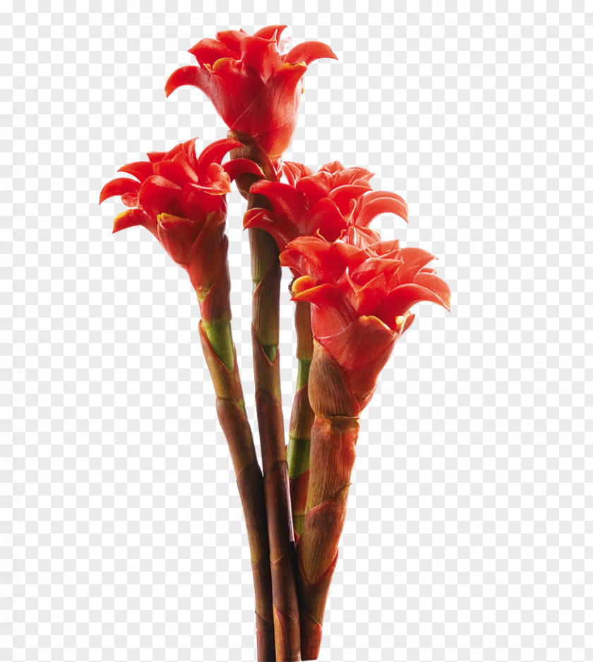 Tropical Costus Flower Ginger Zingiberaceae Plant PNG