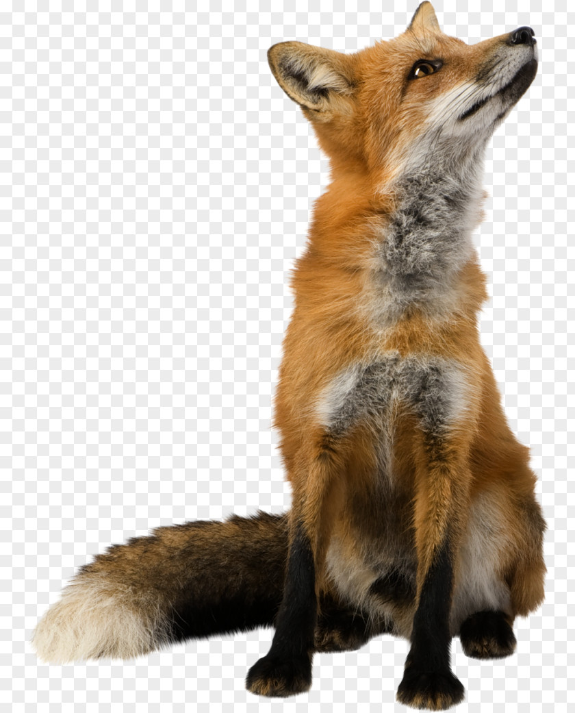 Cute Fox Red Clip Art PNG