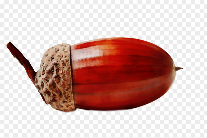 Nut Acorn Chestnut Top Nuts & Seeds PNG
