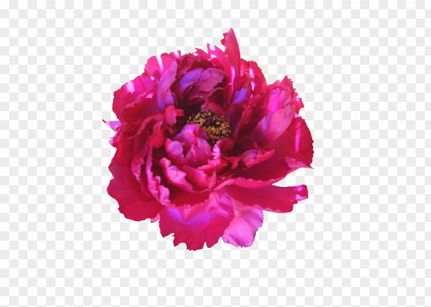 Rose Flower Pattern Centifolia Roses Garden PNG
