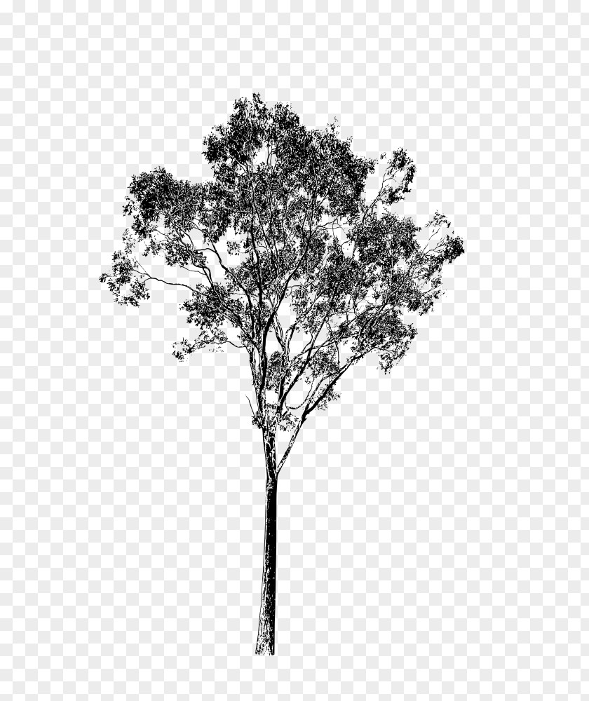 Twig Oak Tree Trunk Drawing PNG