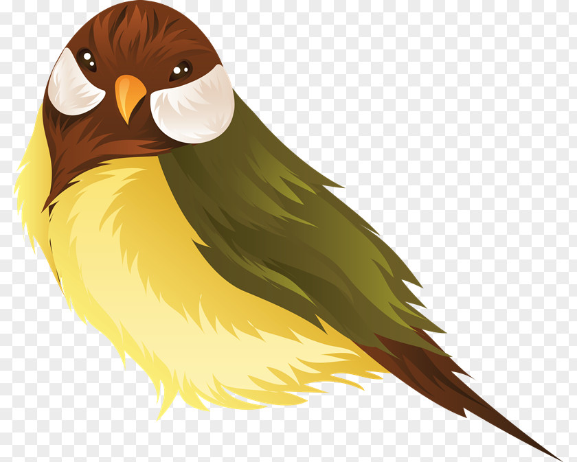 Aves Parrot Lovebird Clip Art PNG