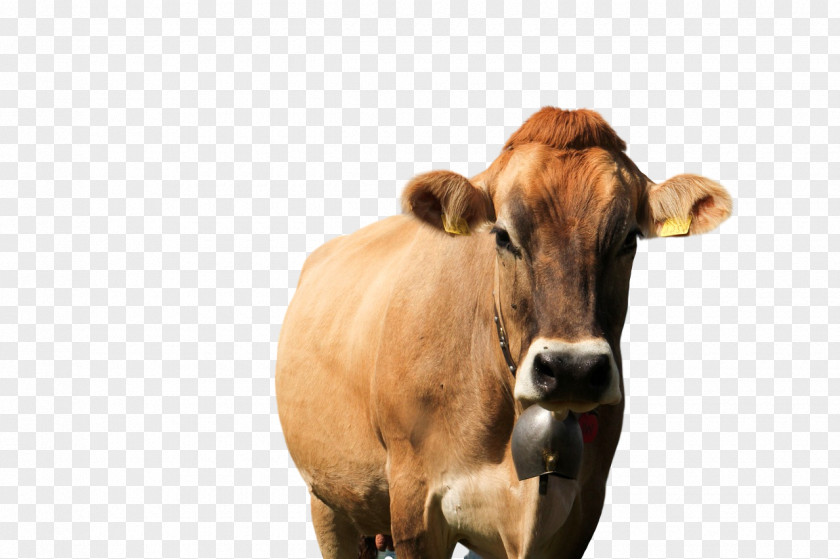 Dairy Cattle Goat Snout Product PNG