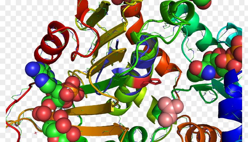 Glucose-6-phosphate Dehydrogenase Nicotinamide Adenine Dinucleotide Phosphate Glyceraldehyde 3-phosphate Glutathione Reductase PNG